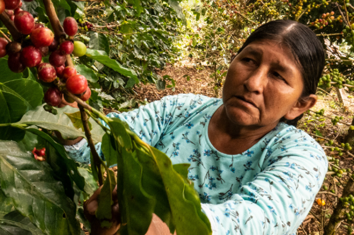 Organic Bolivia ANPROCA Co-Op