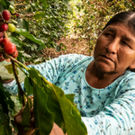 Organic Bolivia ANPROCA Co-Op