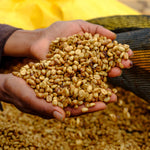 Ethiopia Uraga - Fortuna Coffee